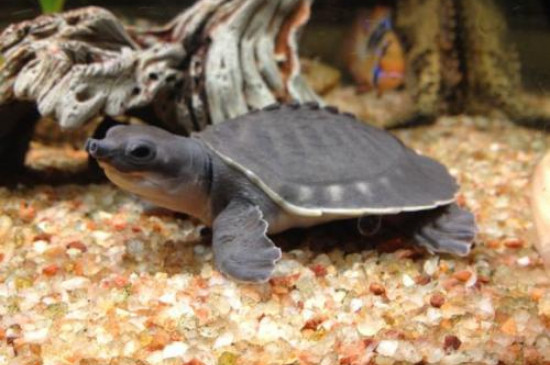 小乌龟不吃东西能活多久