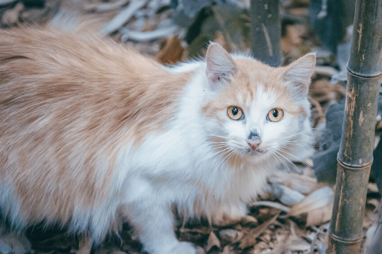 小野猫可以带回家养吗