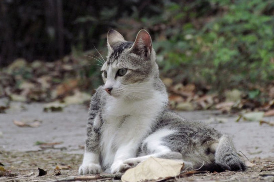 小野猫可以带回家养吗