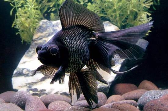 鱼缸里必须有一条纯黑的鱼吗