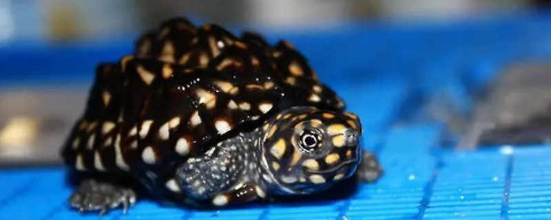 斑点池龟怎么养