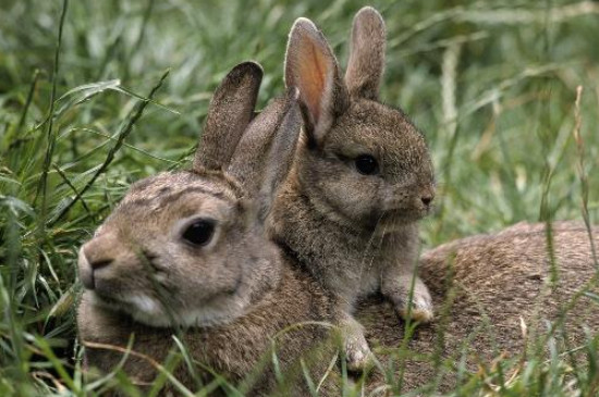 兔子能吃石榴吗