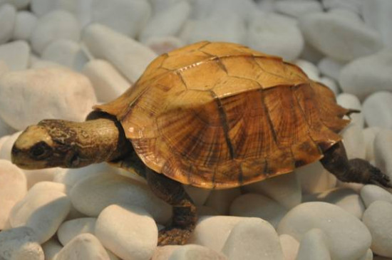 家养乌龟冬眠是放水里还是放干的地方