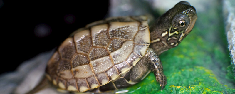 草龟多少度开始冬眠