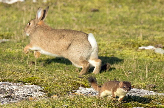 兔子尾巴有多长