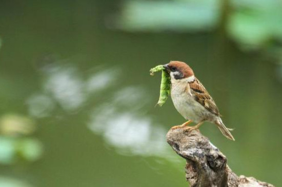 幼鸟吃什么食物能活