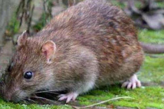 老鼠幼崽为什么不能碰