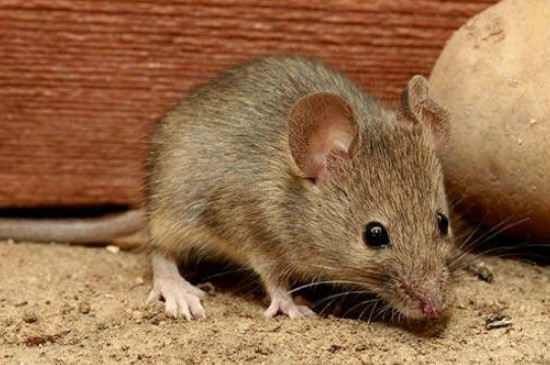 老鼠幼崽为什么不能碰