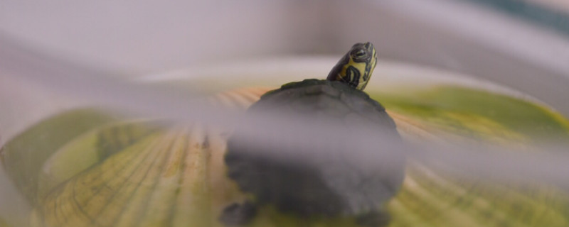 小乌龟冬天怎么养?
