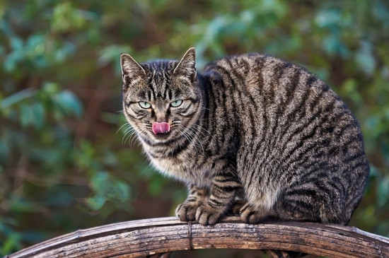 宠物猫能吓走老鼠吗