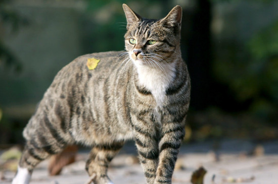 宠物猫能吓走老鼠吗