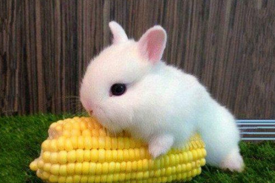母兔为什么躲避公兔