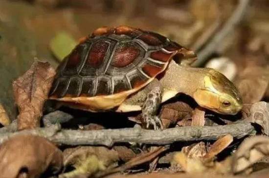 乌龟冬眠换水会不会吵醒它