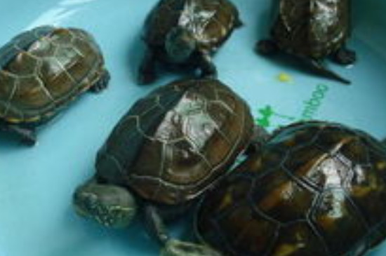 巴西龟什么时候冬眠该做什么