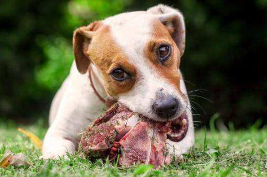 为什么狗要喂生肉