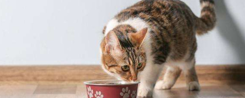 为什么要给猫喂生肉