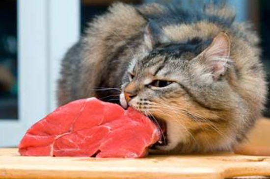 为什么要给猫喂生肉