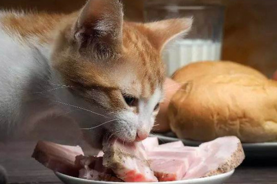 猫咪可以喂生肉吗