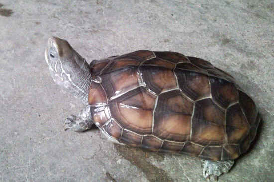 4厘米小巴西龟怎么冬眠