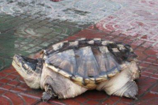 鳄龟多少度冬眠