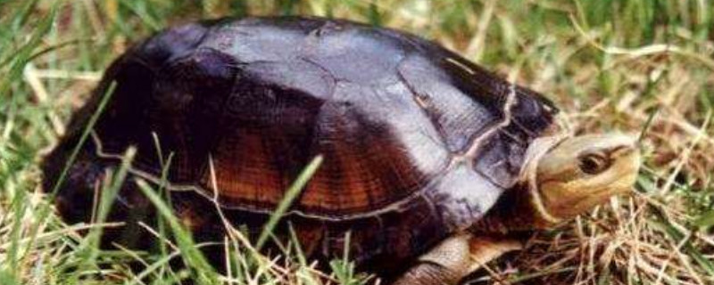 小乌龟怎么分辨公母