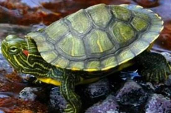 巴西龟喜欢水还是沙子