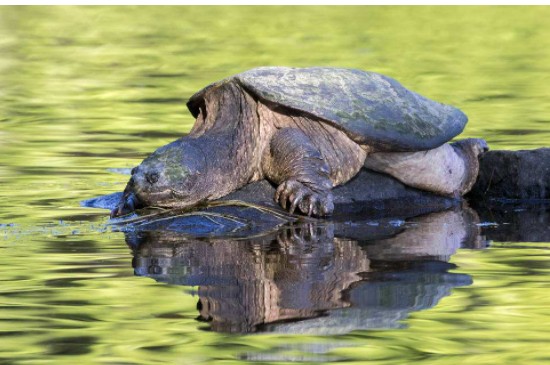 巴西龟龟壳上翘怎么回事