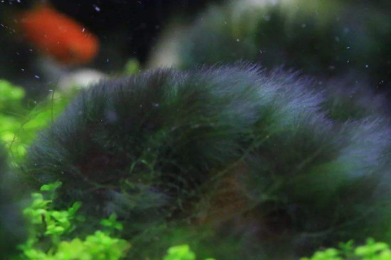 鱼缸黑毛藻解决办法