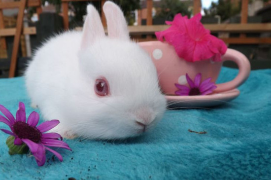 兔子的长耳朵短尾巴有什么作用