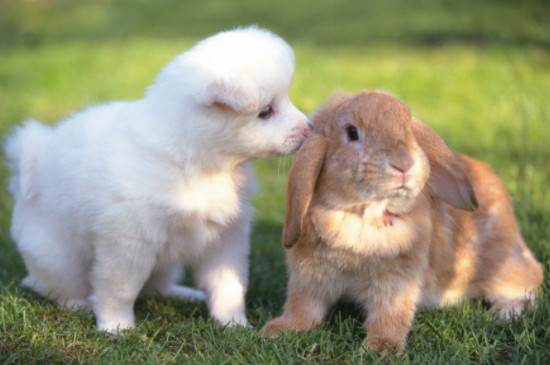 狗和兔子能一起养吗