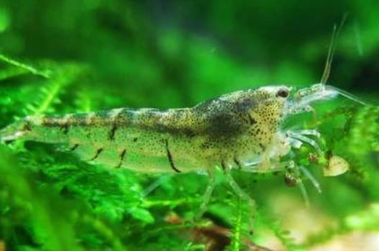 黑壳虾一年繁殖多少次