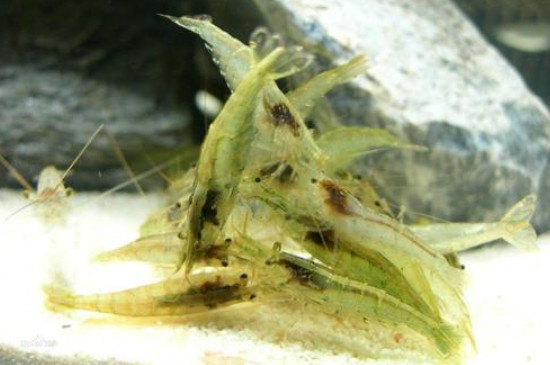 黑壳虾一年繁殖多少次