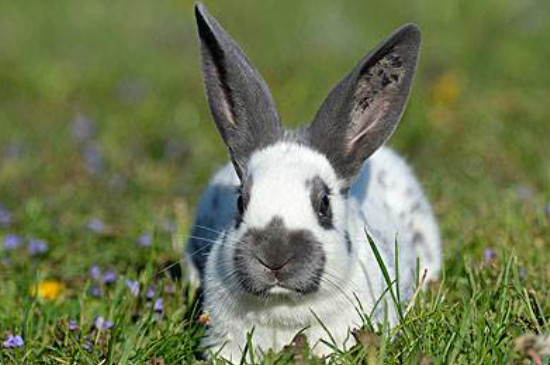 兔子耳朵有多长