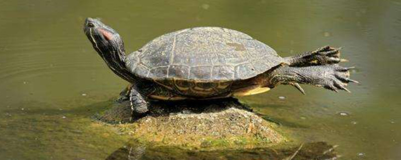 巴西龟冬天水养还是干养