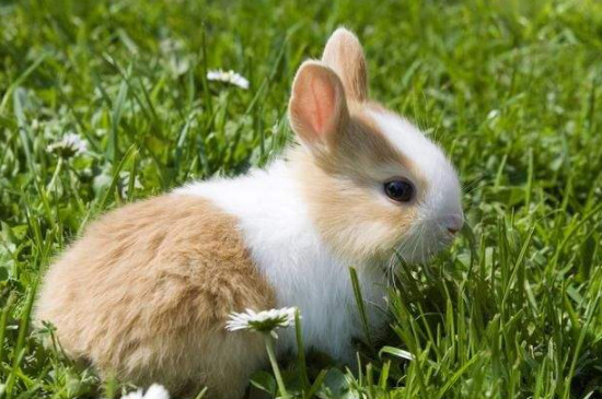兔子对你示好的表现
