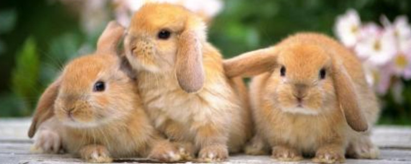 兔子有智商吗