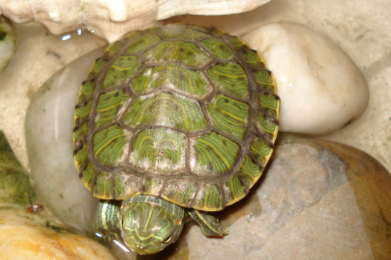 巴西龟冬眠多久喂一次