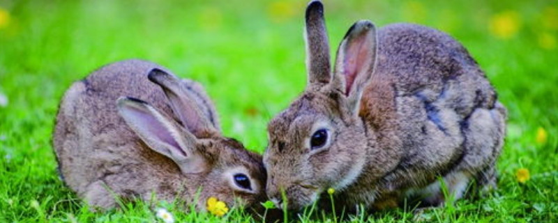 兔子黑眼睛和红眼睛的区别