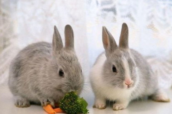 兔子喜欢玩什么