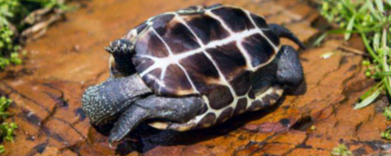 巴西龟冬眠需要准备什么