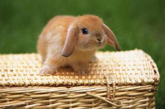 小兔子一天喂多少食物