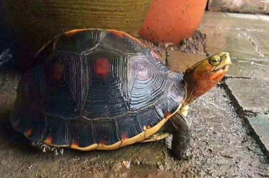 台缘龟和安缘龟有什么区别