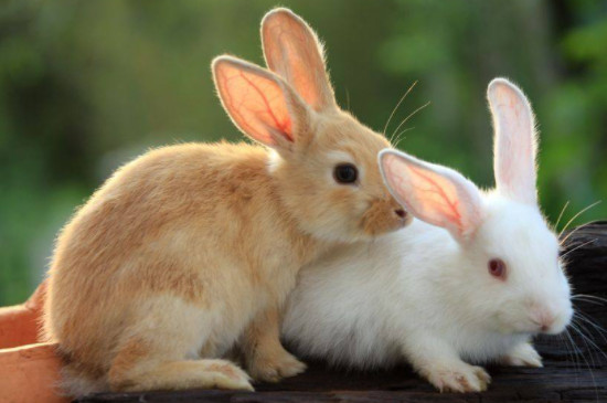 兔子最喜欢吃什么食物