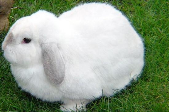 兔子为什么是三瓣嘴