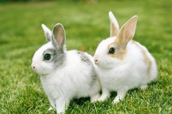 兔子的吃食是什么