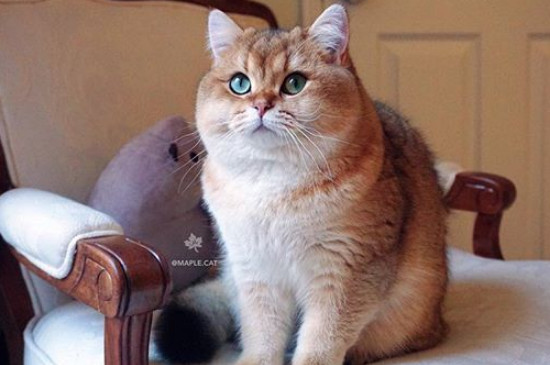 猫眼竖瞳和圆瞳的区别