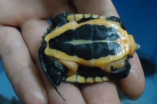 南石龟是深水龟,还是浅水龟