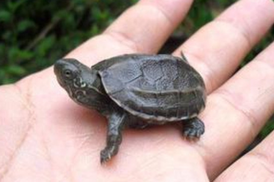 中华草龟是深水龟还是浅水龟