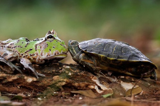 乌龟冬眠前需要清肠多久