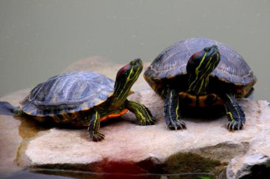乌龟冬眠前需要清肠多久